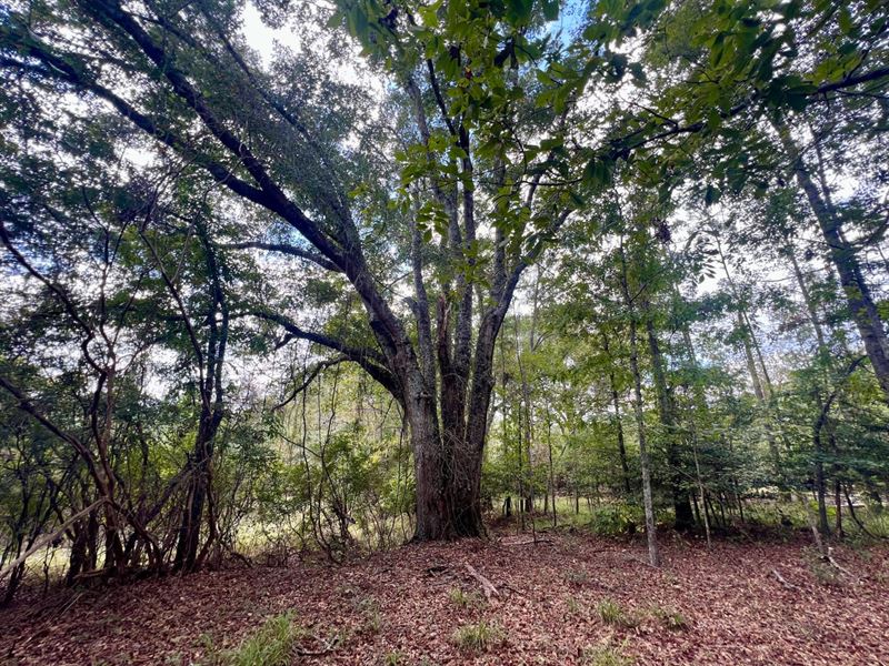 Griffin Branch Tract : Troy : Pike County : Alabama