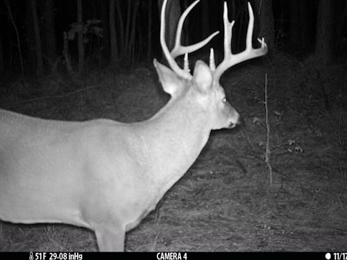 Bankhead National Forest 78 : Moulton : Lawrence County : Alabama