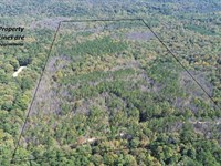 Bankhead National Forest 78 : Moulton : Lawrence County : Alabama