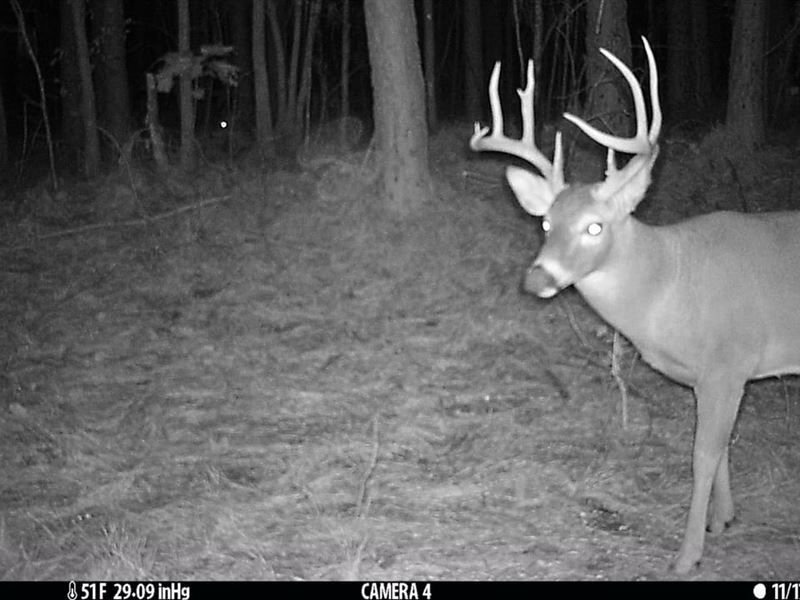 Bankhead National Forest 78 : Moulton : Lawrence County : Alabama