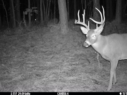 Bankhead National Forest 78 : Moulton : Lawrence County : Alabama