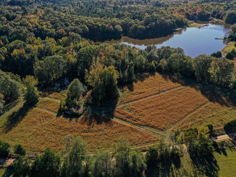 Carroll County 80 Acres, Hardwoods : Coila : Carroll County : Mississippi