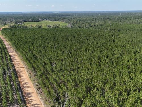 4.6+/- Acres on Penny Morris Road : Baxley : Appling County : Georgia