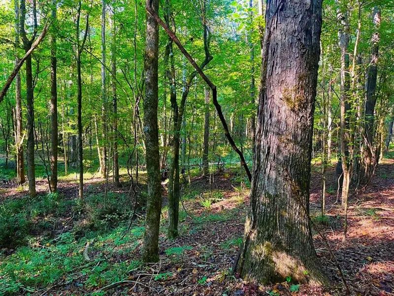37.79 Acres Near Wesson, Mississipp : Wesson : Lincoln County : Mississippi