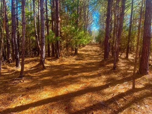 7.7 Acres Near Brookhaven, Mississi : Brookhaven : Lincoln County : Mississippi