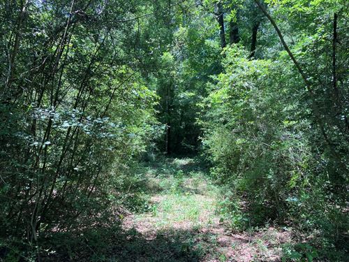 7 Acres Near Sandy Hook, Mississipp : Sandy Hook : Walthall County : Mississippi