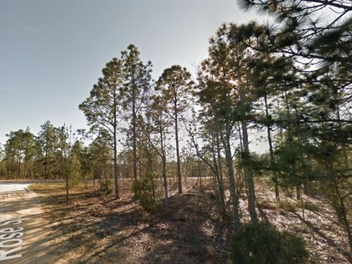 Smart Move, $149 Gets You Land : Interlachen : Putnam County : Florida