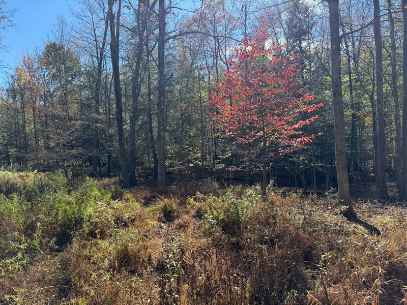 Moss Creek Property, 182 Acres : Marsteller : Cambria County : Pennsylvania