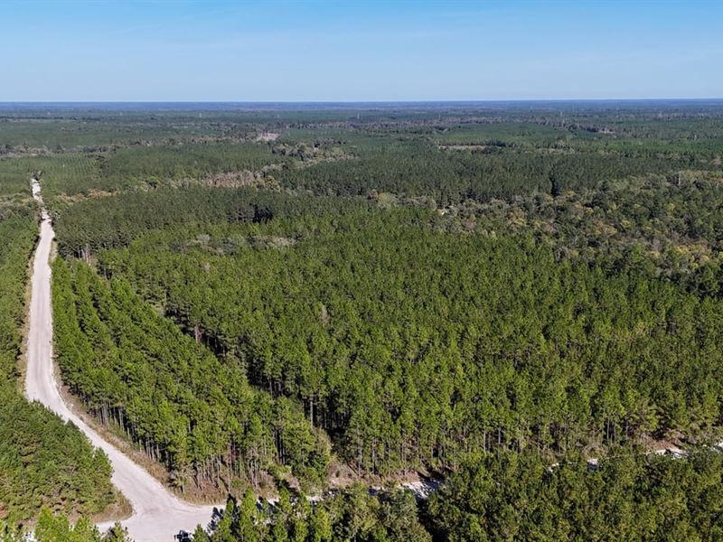 Pine Haven Plantation, 197 Acres : Folkston : Charlton County : Georgia