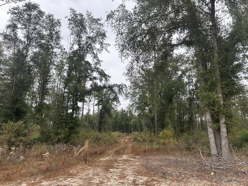 Burn Branch Tract-135 Acres : Andalusia : Covington County : Alabama