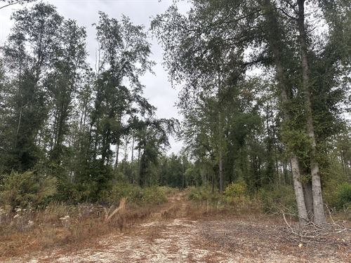 Burn Branch Tract-135 Acres : Andalusia : Covington County : Alabama