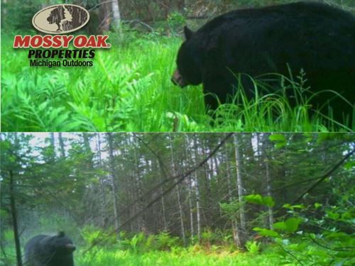 40 Acres, Off-Grid Cabin & Prime : Houghton Lake : Roscommon County : Michigan