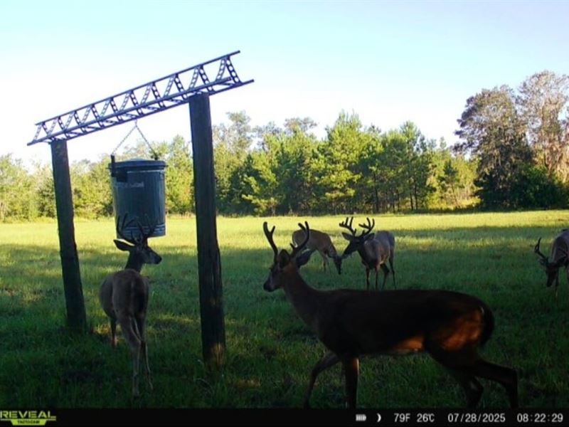 98 Acres of Prime Hunting Land : Madison : Madison County : Florida