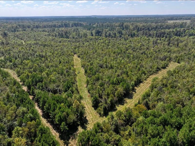 276 Acres in Attala County, MS : Kosciusko : Attala County : Mississippi