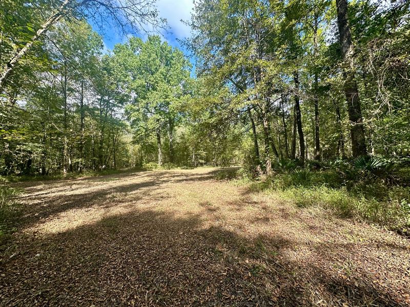 145.97 Acres in Lowndes County, AL : Lowndesboro : Lowndes County : Alabama