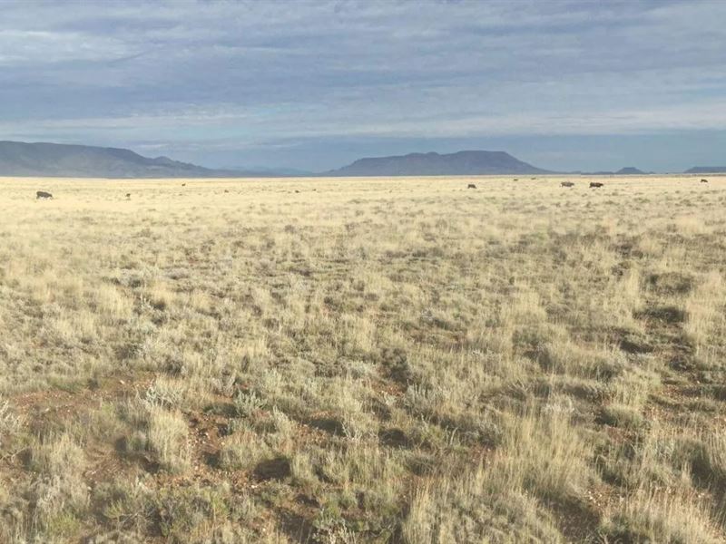 Homesteaders Dream 40 Acres : San Luis : Costilla County : Colorado