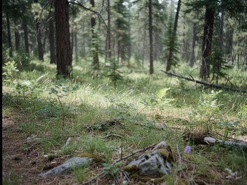 10 Acres, Flathead County MT : Kila : Flathead County : Montana