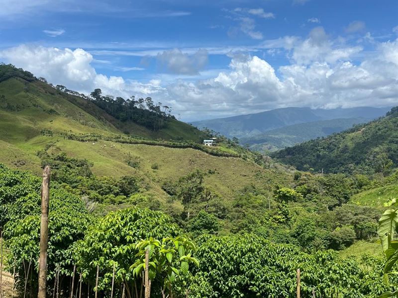 Golden Conservation Forest : Jimenez : Costa Rica