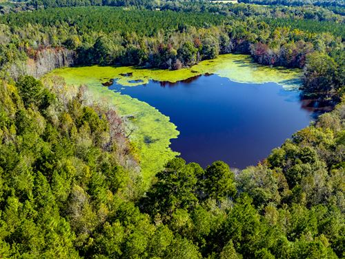 The Daisy : Daisy : Evans County : Georgia