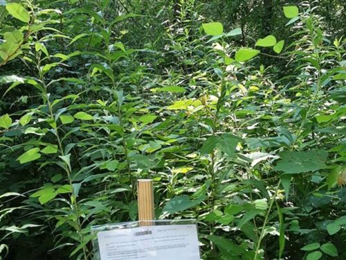 Three Beautifully Wooded Vacant : Mentor Township : Gladwin County : Michigan