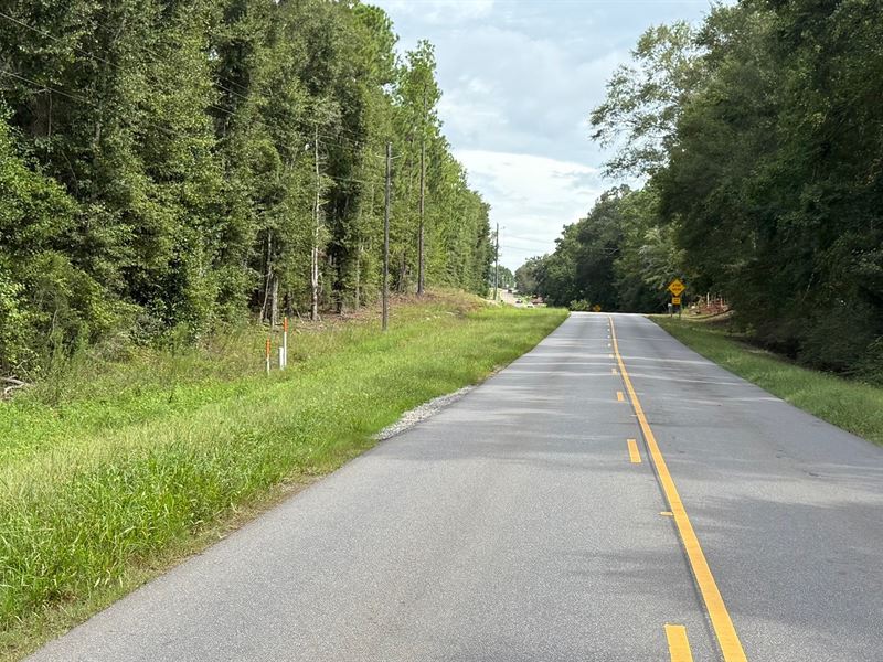 77 Acres in Southeast Geneva County : Slocomb : Geneva County : Alabama
