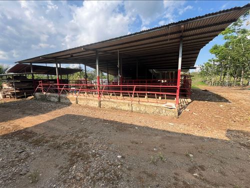 Turnkey Dairy & Cattle Farm : Guatuso : Costa Rica