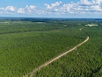 4.734 Acres, Penny Morris Rd : Baxley : Appling County : Georgia