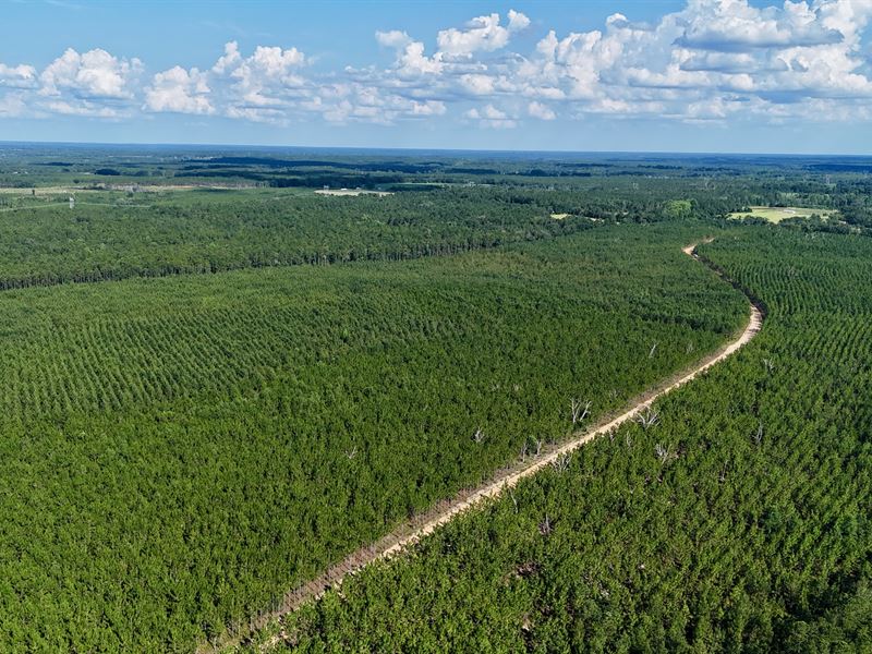 Tract 13 Acres in Penny Morris Rd : Baxley : Appling County : Georgia