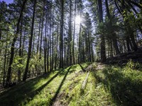 Hillside Lot, Power & Water : Cloudcroft : Otero County : New Mexico