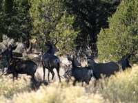 Bassett Springs Ranch : Lindrith : Rio Arriba County : New Mexico