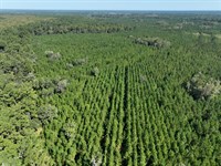 475 Ac Land For Sale GA Hwy 252 : White Oak : Camden County : Georgia