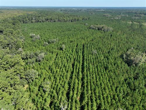 475 Ac Land For Sale GA Hwy 252 : White Oak : Camden County : Georgia