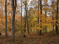 Fox Cliff Road : Leitchfield : Grayson County : Kentucky