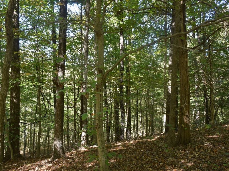 Hoopee Hill : Hartford : Ohio County : Kentucky