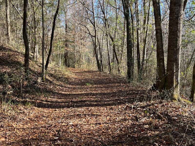 Coalfire Creek Tract C, 76 Acres : Reform : Pickens County : Alabama