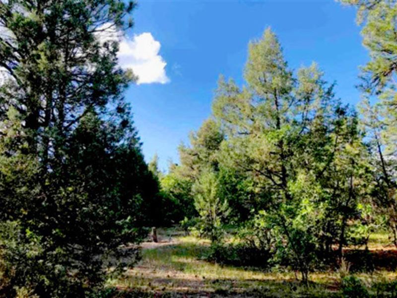 Beautiful Lot to Build or Camp : Pagosa Springs : Archuleta County : Colorado