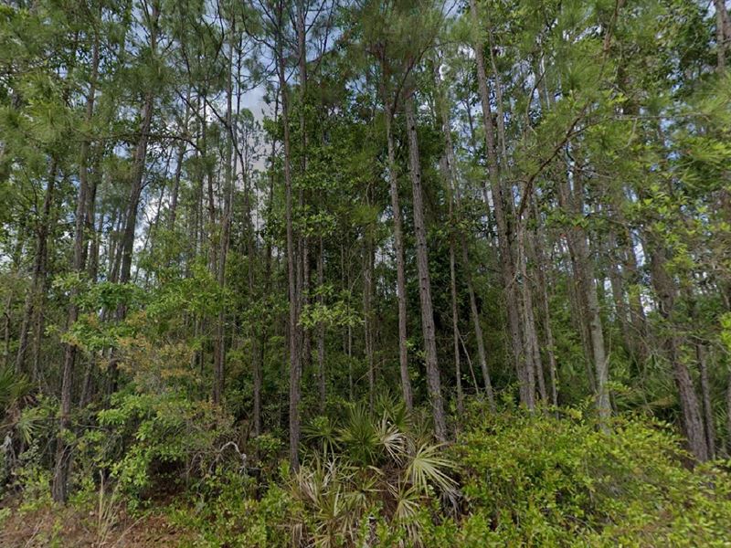 Escape The City, 1.25 Acres $443/Mo : Palatka : Putnam County : Florida