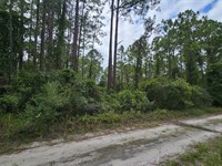 Seja Dono DE um Terreno na Florida : Georgetown : Putnam County : Florida