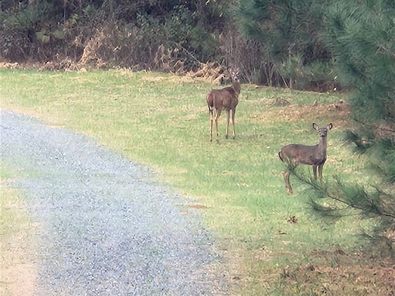Monroe County GA 256 : Culloden : Monroe County : Georgia