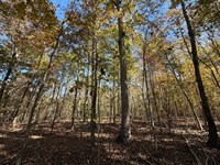 6.5, 10 Acre Lots Available : Oneonta : Blount County : Alabama