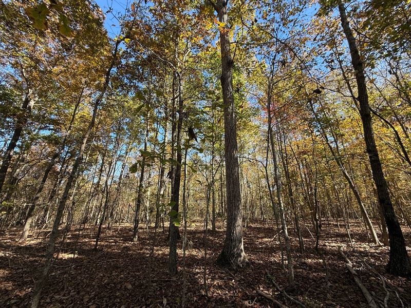 6.5, 10 Acre Lots Available : Oneonta : Blount County : Alabama