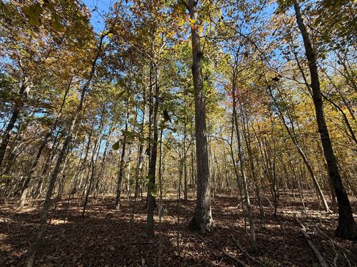 6.5, 10 Acre Lots Available : Oneonta : Blount County : Alabama
