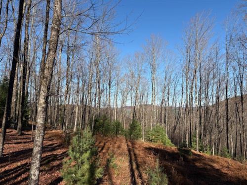 Alder Brook South Parcel : Bolton Landing : Warren County : New York