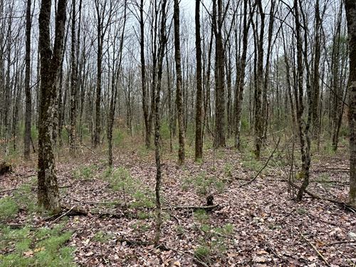 Oneida Lake Getaway Building Lot : Vienna : Oneida County : New York