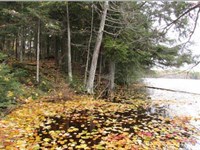 25.90 Wooded Acres on Inland Lake : Watersmeet : Gogebic County : Michigan