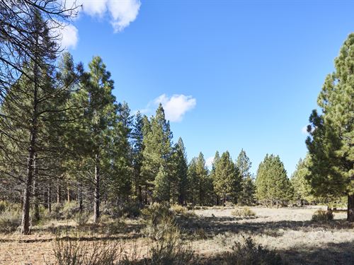 Forested Lot Close To Sprague River : Chiloquin : Klamath County : Oregon