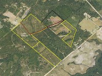Online Auction, Great Timber Tract : Dublin : Laurens County : Georgia