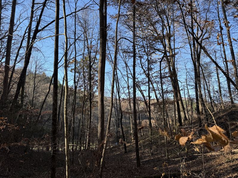 35.6 Acres in Ellijay, GA : Ellijay : Gilmer County : Georgia