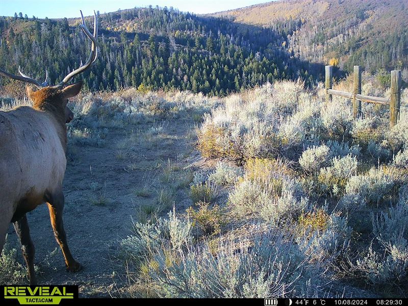 Bugle Canyon Ranch : Rifle : Garfield County : Colorado