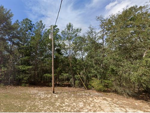 Tree-Filled Florida Lot $385/Month : Interlachen : Putnam County : Florida